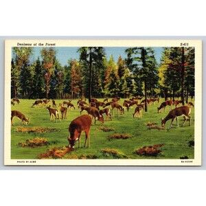 Postcard Deer Herd Feeding denizens of the Forest Linen c1940s Unposted